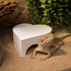 May include: A bearded dragon lizard resting on sandy ground next to a white heart-shaped hideout. The reptile has textured tan and brown scales, a spiky throat, and is positioned near a large gray rock and green artificial plants in a terrarium.