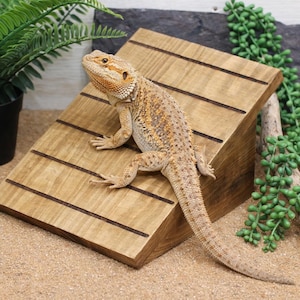 Rampa in legno per rettili – Piattaforma naturale per terrari per lucertole, gechi e serpenti