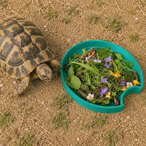 May include: A tortoise with a patterned brown and black shell positioned next to a teal circular feeding dish filled with a variety of green leafy greens, small purple flowers, and yellow blossoms, resting on a textured sandy ground surface.