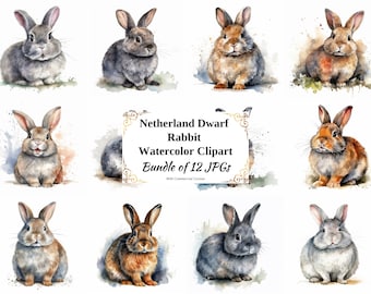 Netherland Dwarf Rabbit Watercolor Clipart – 12 JPGs (Digital Download)