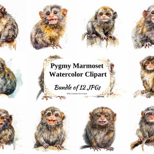 Pygmy Marmoset Digital Clipart Pack - 12 High Quality JPGs - Digital Download - Card Making, Scrapbooking, Digital Paper Craft