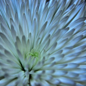 May include: A close-up of a white flower with delicate petals. The flower is in focus, while the background is blurred.