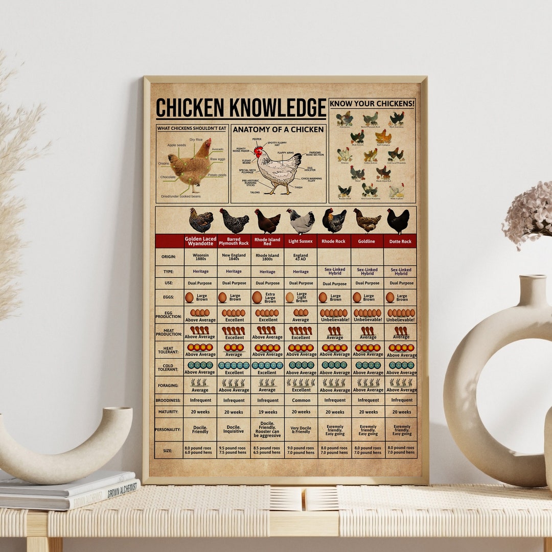 Chicken Knowledge Poster Anatomy of A Chicken Breeds of Etsy