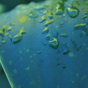 Leaf Waterdrops