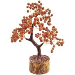 Sacred Rudraksha Tree  – Spiritual Energy Tree for Peace, Protection & Prosperity