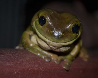 Postcard Smiling Frog - Etsy