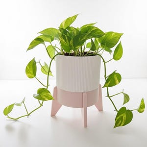May include: A houseplant in a white, ribbed pot, set on a light pink stand. The plant has bright green and yellow leaves, with trailing vines. The pot is supported by a three-legged stand, adding a modern touch.