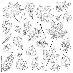 May include: A black and white line drawing of various leaves, berries, and a pine cone. The leaves include maple, oak, and other types, with detailed veins. The image is a botanical illustration, perfect for fall-themed crafts or designs.