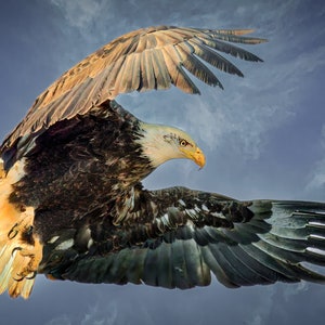 Bald Eagle Wall Art Photo Wall Decor Eagle Photograph Work From Home
