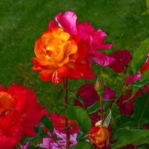 Colorful Rose Art Print Bright and Bold Rose Artwork Home Office Wall Decor Delicate Rose Photo Print Home Office Wall Art Spa Wall Decor
