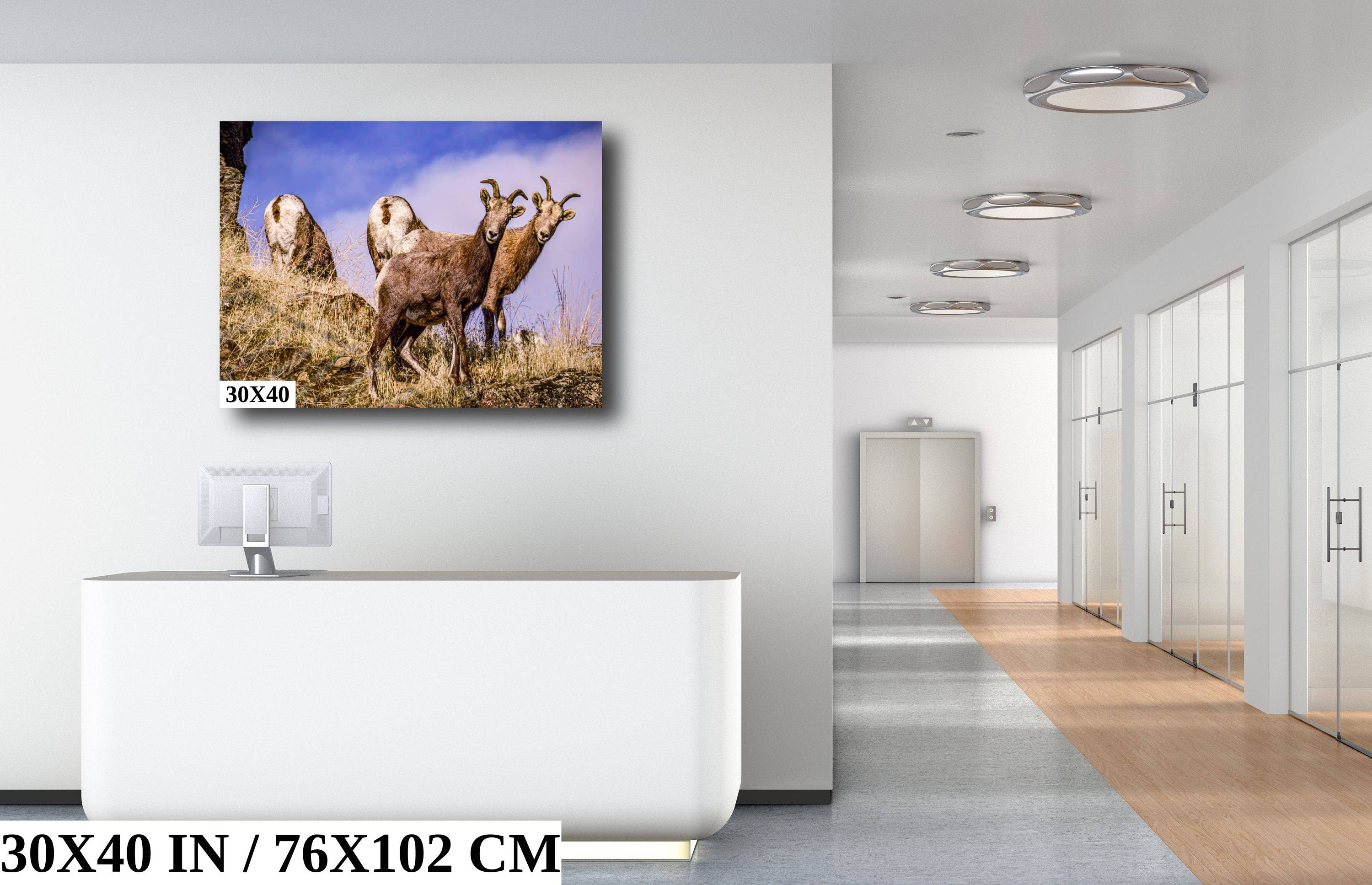 Big Horn Sheep Photo Print Office Wall Art Spa Wall Decor Etsy