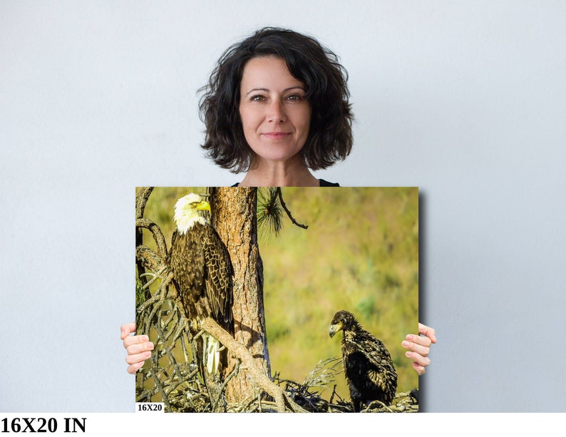 Bald Eagle Wall Art Bird Photography Office Wall Decor Work From Home