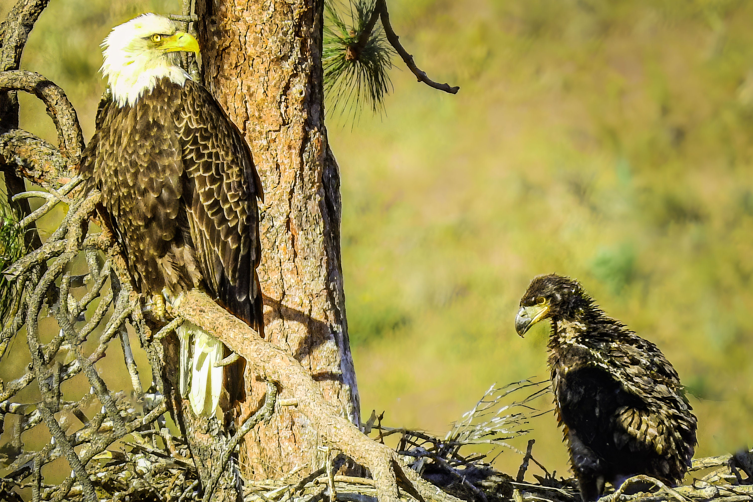 Bald Eagle Wall Art Bird Photography Office Wall Decor Work From Home