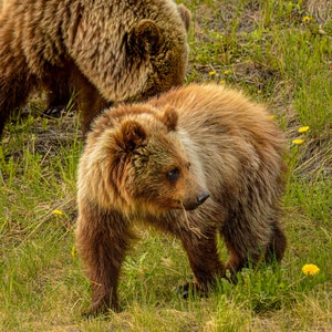 Grizzly Bear Photo Bear Cub Wall Art Wildlife Photo Print Fathers Day Gift Nature Scene Work From Home Wall Decor