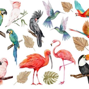 Könnte beinhalten: Aquarell-Illustration von tropischen Vögeln und Pflanzen. Die Illustration zeigt einen rosa Flamingo, einen roten Ibis, einen Tukan, einen Papagei, einen Kakadu und Kolibris. Die Illustration enthält auch Palmblätter und andere tropische Pflanzen.
