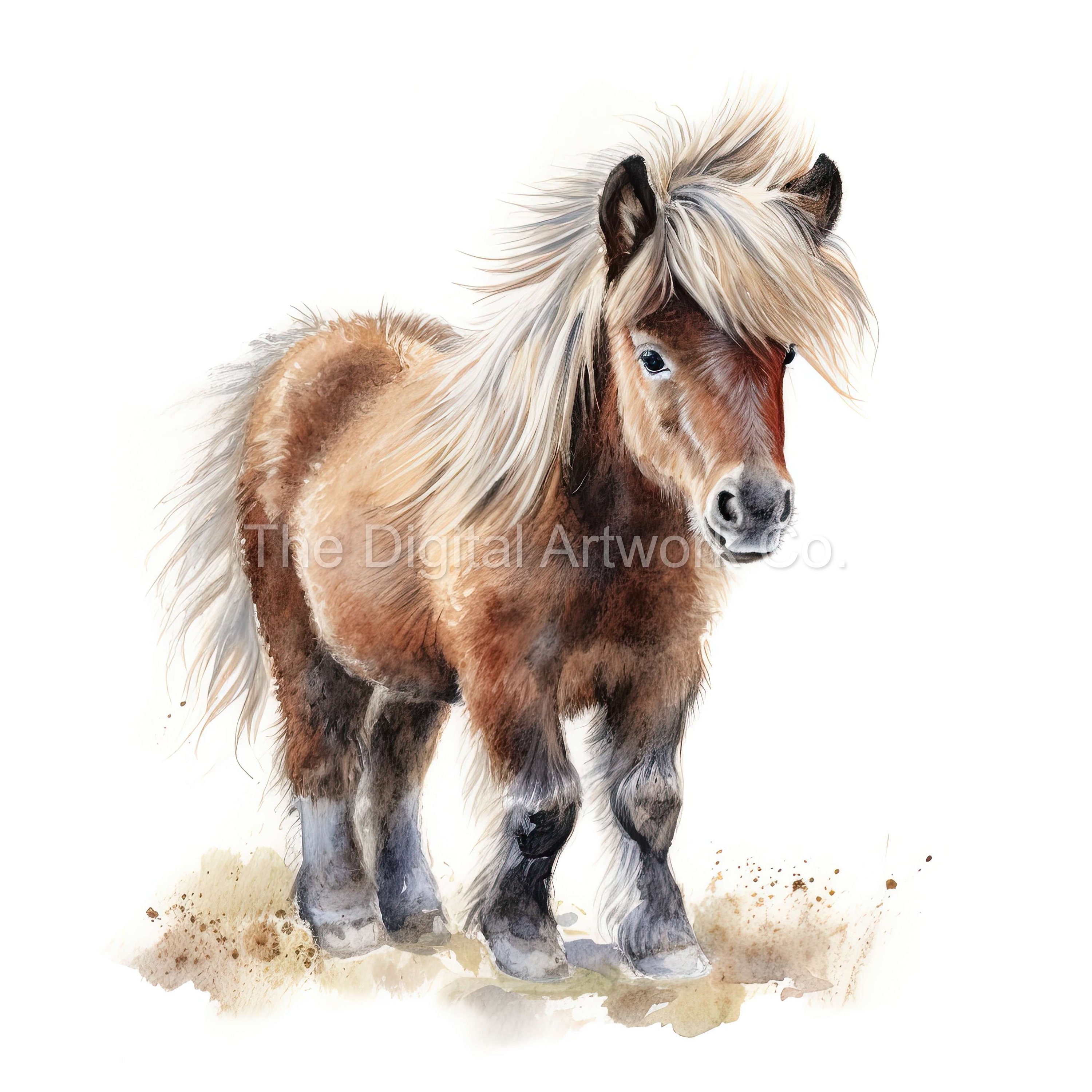 Pony shetland Italia