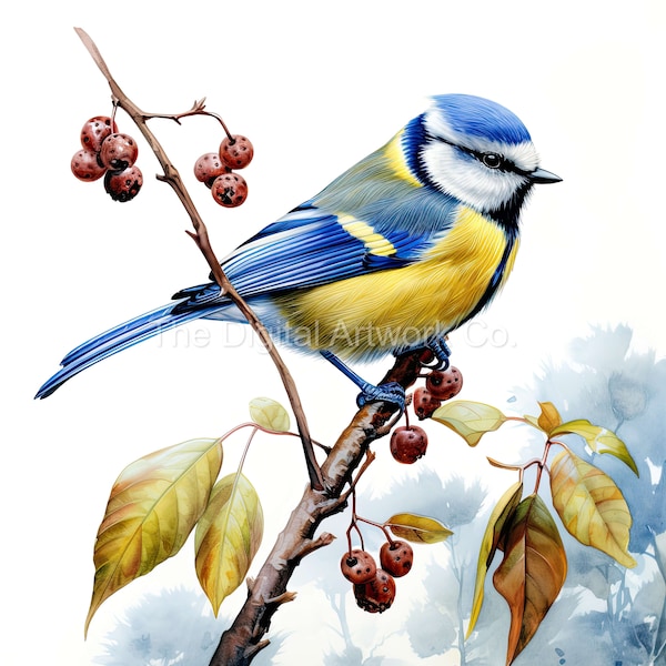 18 High Quality Designs of Watercolour Blue Tits Art 18 JPGs - Print, Watercolour, Wall Art, Commercial Use - Digital Download