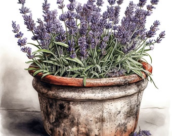 12 High Quality Designs of Watercolour Lavender In Pots  Clip Art 12 JPGs - Digital, Watercolour, Wall Art, Commercial Use - Digital Print