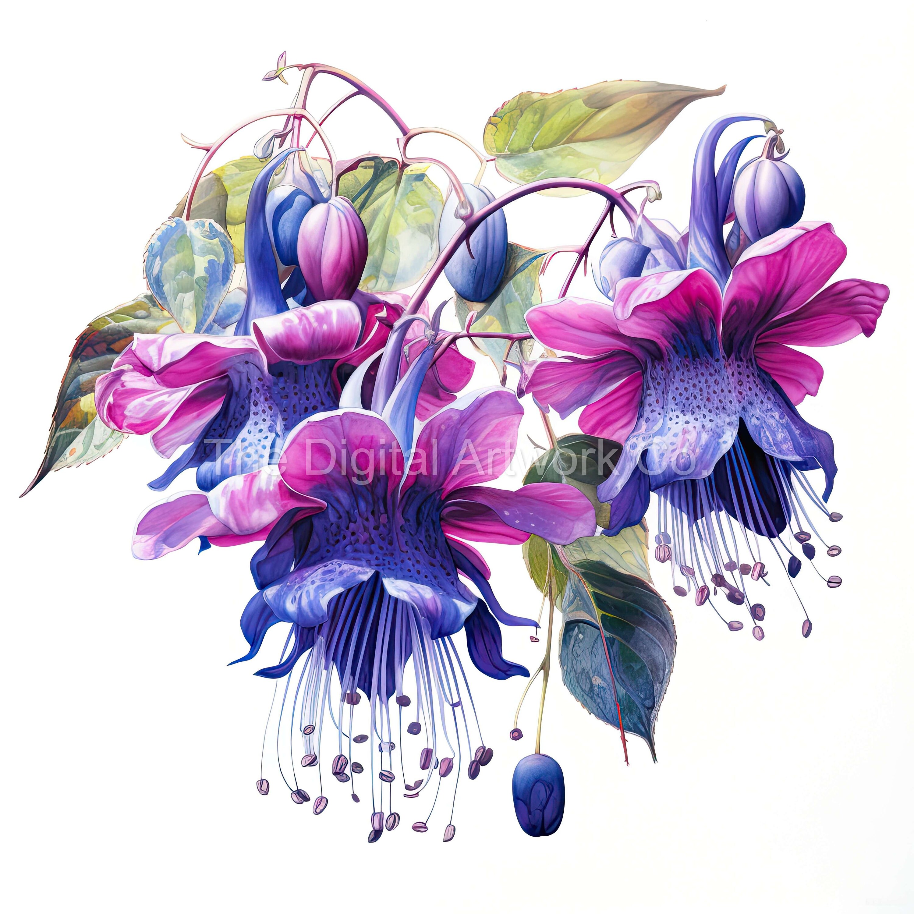 18 High Quality Designs of Watercolour Fuchsias Clip Art 12 JPGs - Print, Watercolour, Wall Art, Commercial Use - Digital Download