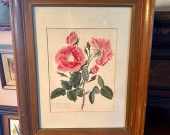 May include: A framed botanical illustration of a pink rose with green leaves and thorns. The illustration is titled "Rosa provincialis" and "Scotch Provence Rose".