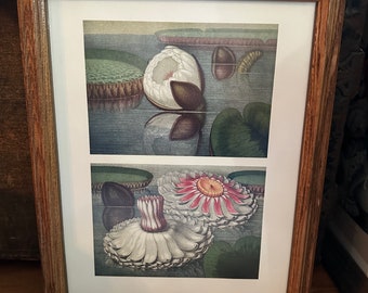 May include: A framed botanical print featuring two water lilies. The top image shows a white water lily with green leaves and a brown stem. The bottom image shows a pink and white water lily with green leaves.