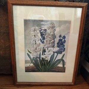 vintage botanical framed artwork from the 1940s