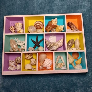 Best of Sanibel Shells shadow box