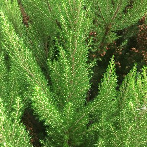 DIGITAL PRINT Christmas Card Evergreen Nature&#39;s Lights Photography Print, Nature, Seattle, PNW, Cottage Core, Wall Art, Home Decor, Gift