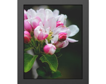 Apfelblüte Fotografie Gerahmtes Papier Poster Cottagecore Natur Liebhaber Blumen Blumen Liebhaber Geschenk für Sie Für Frau Kunstdruck