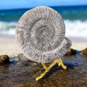Dactylioceras - Etsy 日本