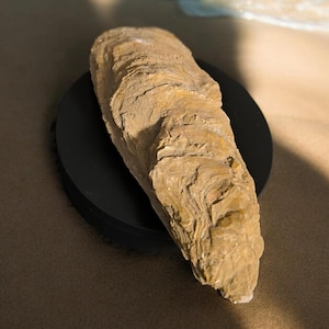 Fossil Oyster Ostrea gigensis