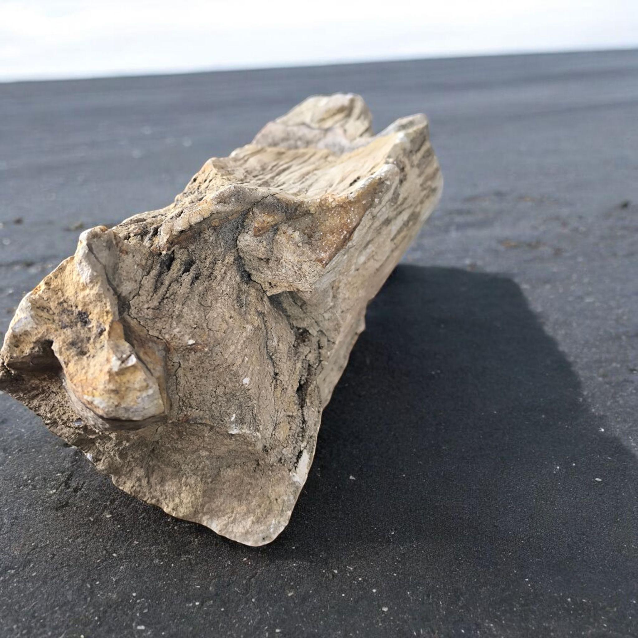 石化した鉱化化石木質優れた品質 - Etsy 日本