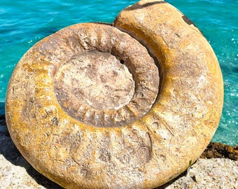 巨大アンモナイトの一種PUZZOSIA。高さ48cm、幅40cm、重量24kg。Cap