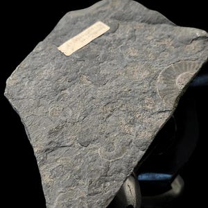 Könnte beinhalten: Ein dunkler grauer Stein mit eingebetteten Spiral-Fossilien. Mehrere andere Fossilien sind auf der Oberfläche sichtbar. Ein kleines, rechteckiges Etikett ist auf dem Stein angebracht.