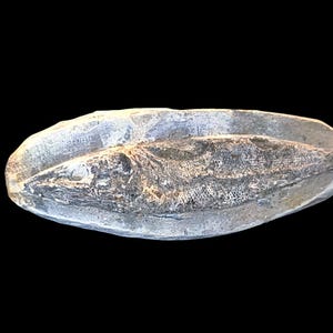Fossil fish Racholepis Buccalis