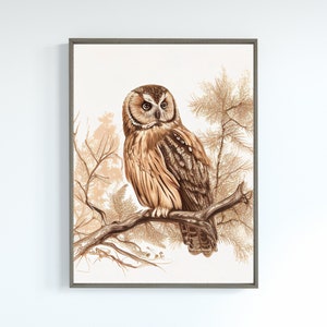 Barn Owl Print