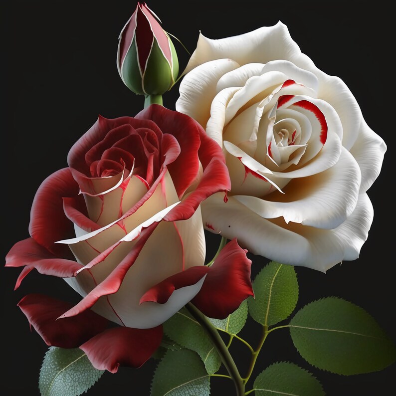 Red and White Roses Clipartred and White Roses and Leaves PNG Format
