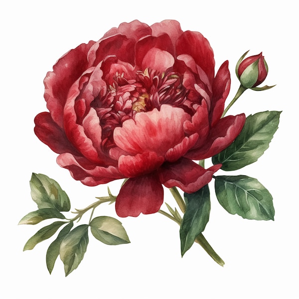 Watercolor Red Peony Clipart - peonies in PNG format instant download for commercial use