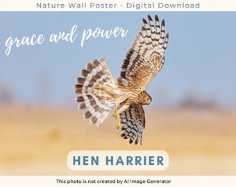 Impressive Hen Harrier Wall Poster, Real Photography, Wildlife, Nature Artwork for Home & Office, Bird Print Wall Art, Digital Download