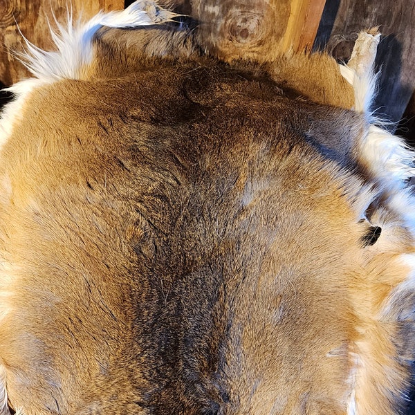 Whitetail Deer Hide Etsy