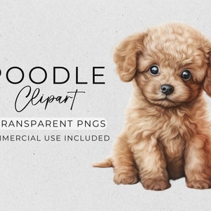 Teacup Poodle Clipart, Clipart per uso commerciale, Cucciolo di barboncino carino, PNG trasparente, ClipArt di cuccioli, ClipArt di animali