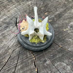 Spine bone  moss art