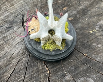 May include: A white bone structure, possibly a vertebra, is displayed on a small, round, black platform. The platform is adorned with green moss and dried plant matter. The background is a weathered, textured tree stump.