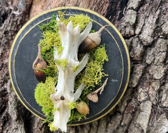 May include: A small, round, black plaque with a gold rim. The plaque is decorated with a white animal bone, green moss, and brown acorns.