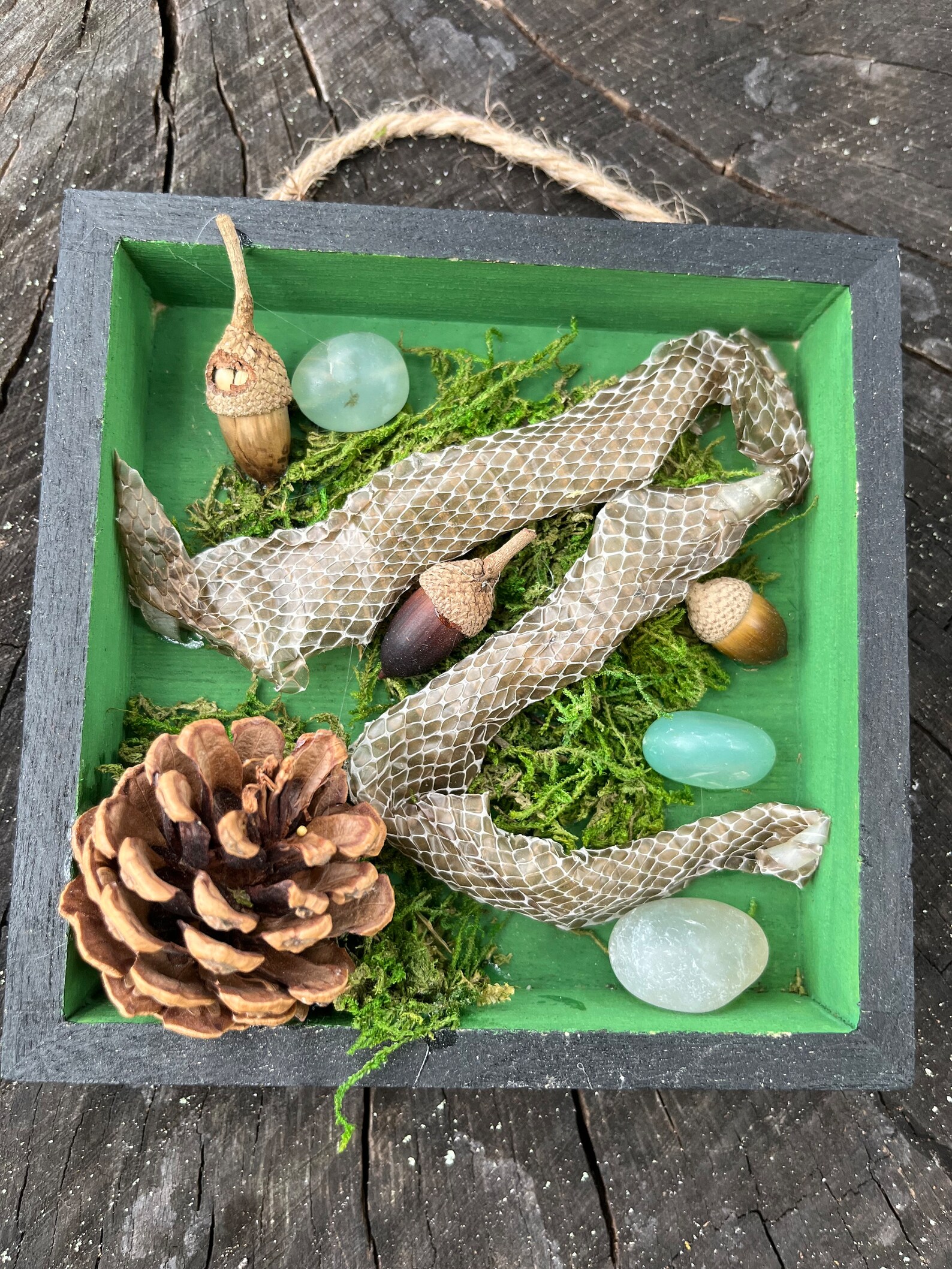 Shedded Snake Skin - Etsy