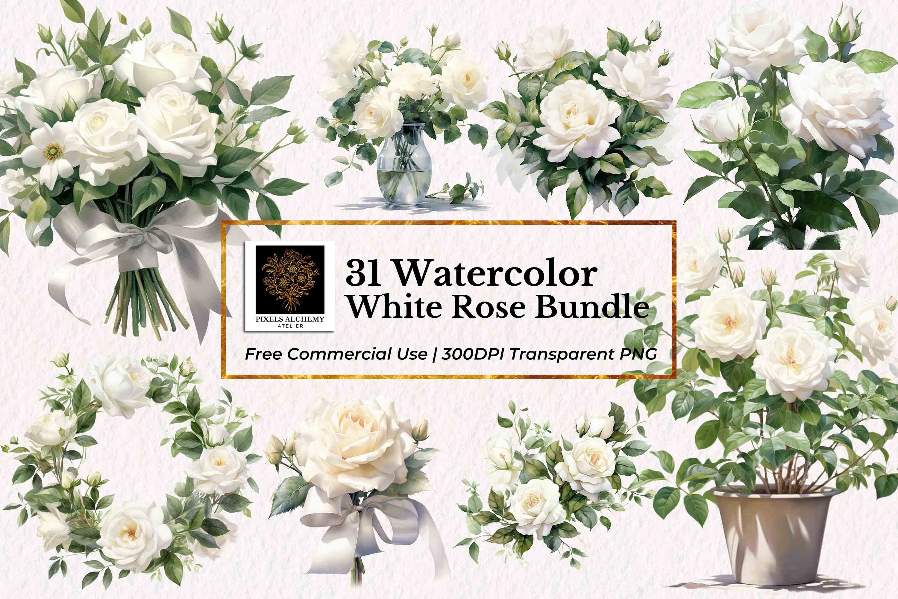 31 White Rose Bundle Watercolor Clipart, Transparent PNG, FREE ...