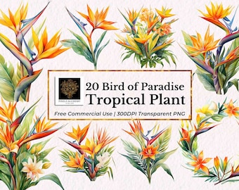 20 Bird of Paradise Watercolor Clipart Set, PNGs, FREE Commercial Use, Cards, Journals, Scrapbooking, Planner, Wedding, Holiday DIY Projects