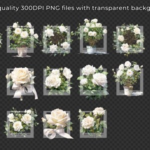 31 White Rose Bundle Watercolor Clipart, Transparent PNG, FREE ...