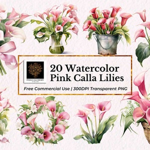 Puede incluir: 20 ilustraciones de acuarela de lirios calla rosas en varios arreglos. Los lirios se representan en jarrones, cestas y coronas. Uso comercial gratuito, PNG transparente de 300 DPI.