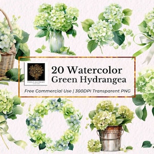 20 Green Hydrangea Watercolor Clipart, Transparent PNG, FREE Commercial Use, Planners, Cards, Junk Journals, Scrapbooking, Wedding Clipart